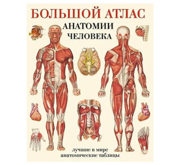 Большой Атлас анатомии человека мг,обложка(лучшие в мире анатомические таблицы)
