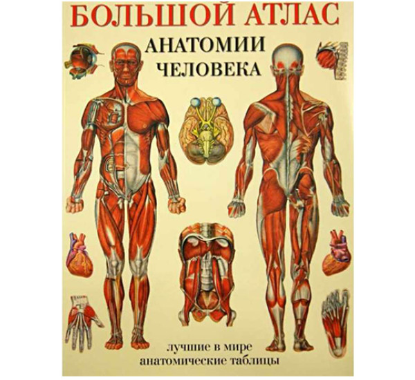 Большой атлас анатомии человека. Лучшие в мире анатомические таблицы 