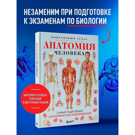 Анатомия человека. Популярный атлас. Самые подробные анатомические изображения