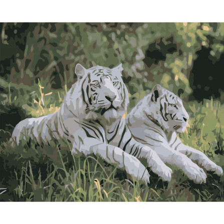 Картина по номерам 40*50 см YS-43658 Белые тигры