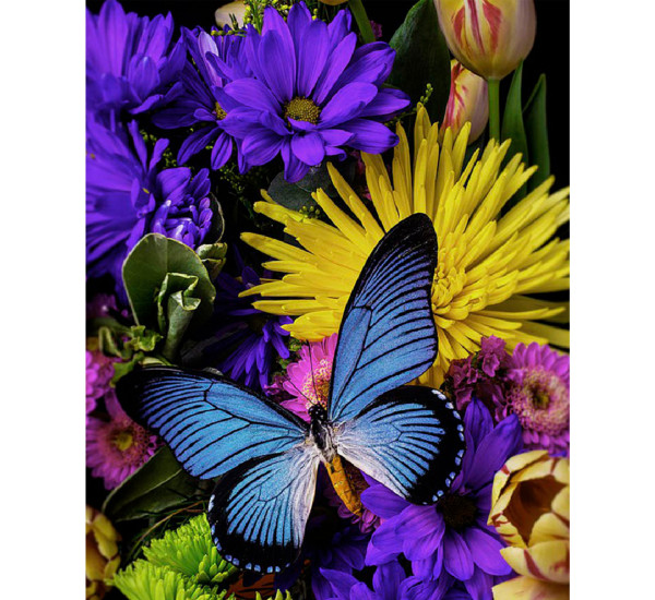 Алмазная картина 40*50 YS-44114 Синие бабочки