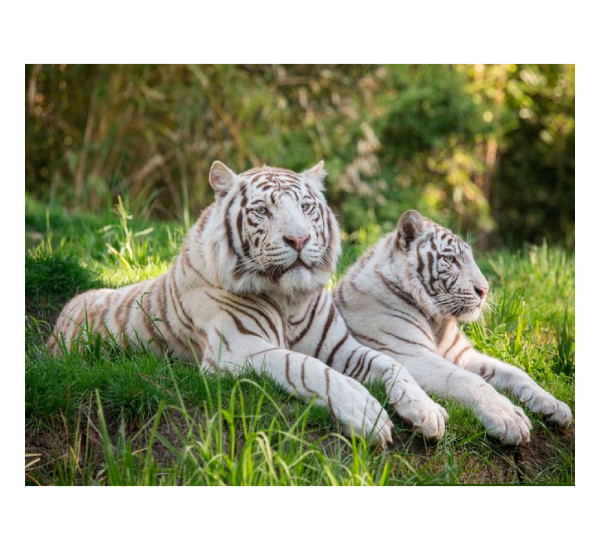 Алмазная картина 40*50 YS-43658 Белые тигры