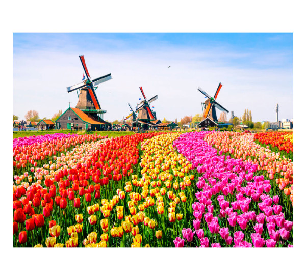 Алмазная картина 40*50  YS-50026 Поля тюльпанов
