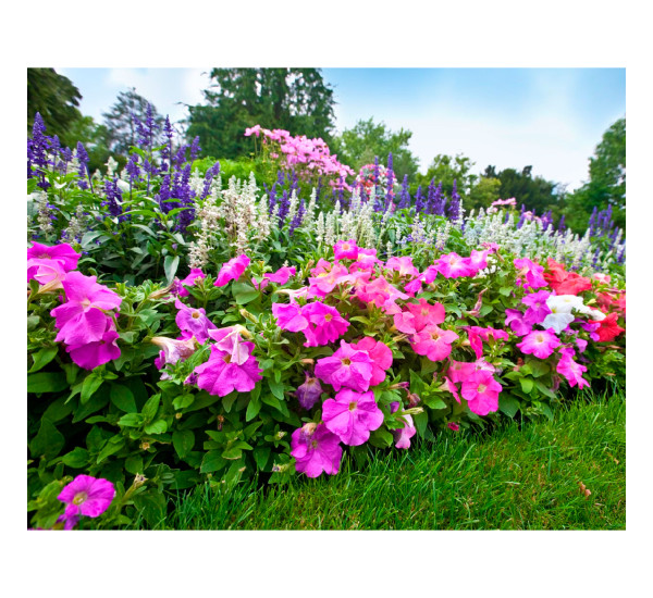 Алмазная картина 40*50  YS-49005 Цветущая петуния