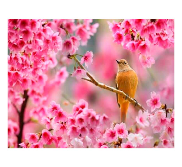 Алмазная картина 40*50  YS-49040 Снегири