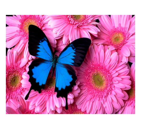 Алмазная картина 40*50  YS-45936 Бабочка на цветах